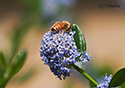 Apis mellifica mellifica ligustica